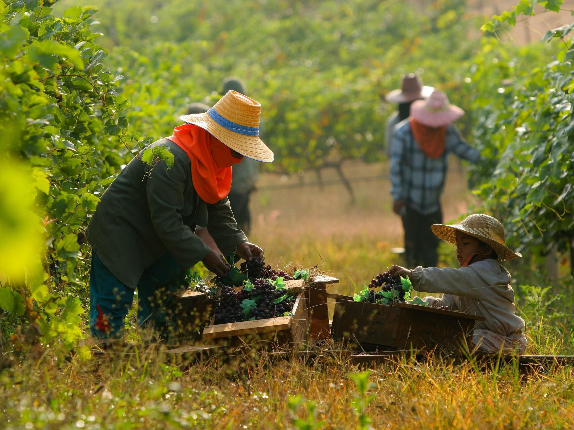 Village Farm And Winery Wang Nam Khiao Ngoại thất bức ảnh